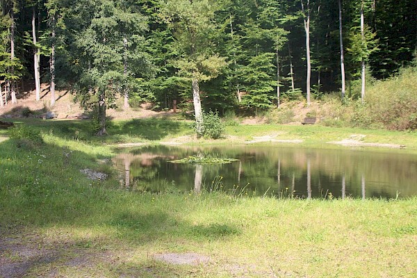 Hier im Bild, der obere Schwanenweiher.