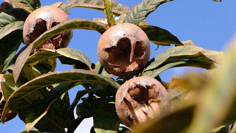 Wieso wir im Saarland zur Mispel auch Hundsärsch sagen, verrät dieses Foto.