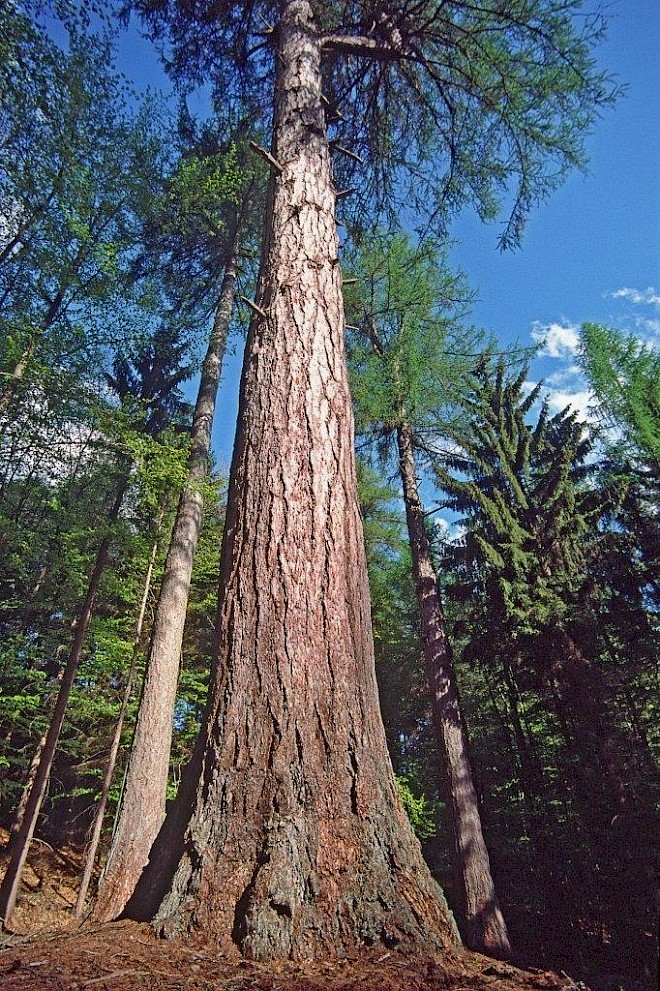 Buchwaldlärche ca.260 Jahre alt. Foto: Konrad-Funk http://naturfotografie-funk.de/