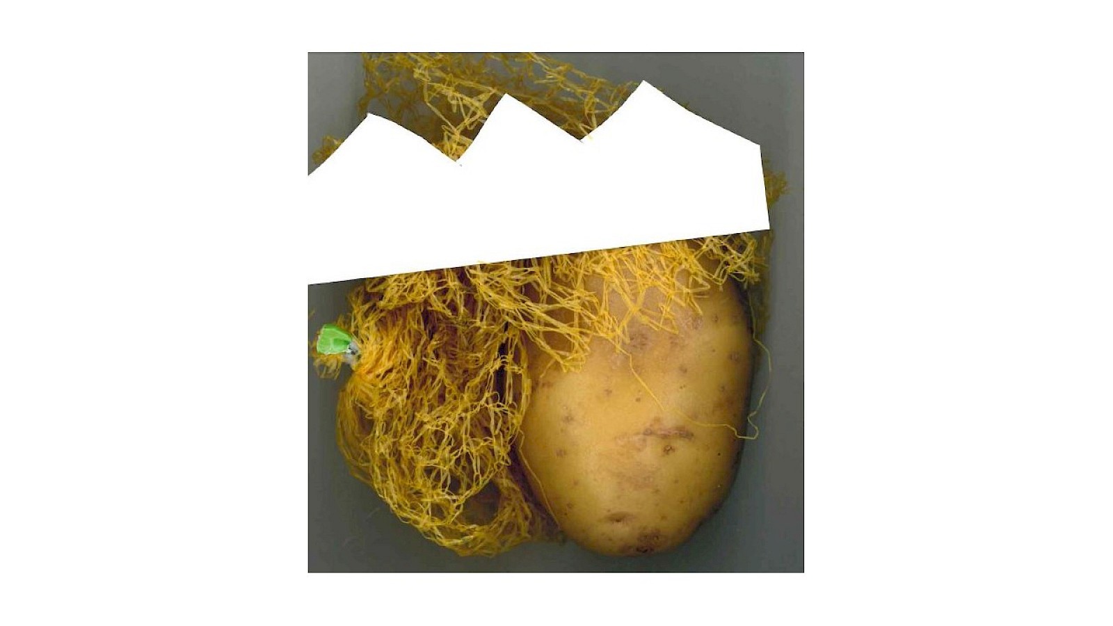 Die Kartoffel bekommt ein Krönchen, Illustration Sabine Caspar