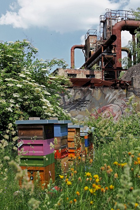 Elf Bienenvölker mit je 50.000 Bienen wurden angesiedelt, der erste Honig wird erwartet. Foto: Corinna Schneider