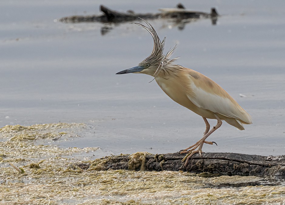 Auch der Rallenreiher besucht den Ökosee. Foto: Peter Mathey aus Dillingen.